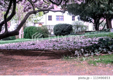 blooming flower in the garden 113490853