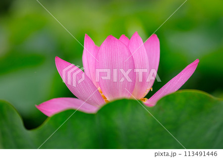 満開の古代ハス 満開の古代ハス 113491446