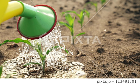 Watering sprouts crops from watering can. Growing corn irrigation with water fresh green plant sprouts peeking out of healthy ground. Farming agricultural agrarian business, growing crops harvest. Watering sprouts crops from watering can. Growing corn irrigation with water fresh green plant sprouts peeking out of healthy ground. Farming agricultural agrarian business, growing crops harvest. 113491501