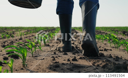 Farmer in boots walks through agricultural field. Legs feets of man in rubber boots walk along cornfield among sprouts. Agricultural business, farmer watching crop, walking along beds with bucket. 113491504