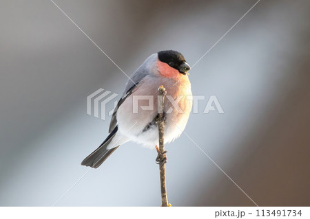 枝にとまり木の芽を食べる鷽 113491734