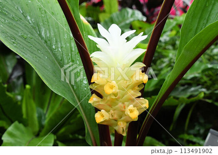 生薬として利用されるウコンの黄色から頂点に向かうにつれて白色に変化する花・苞葉の花序が綺麗です 生薬として利用されるウコンの黄色から頂点に向かうにつれて白色に変化する花・苞葉の花序が綺麗です 113491902