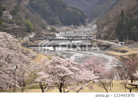 大鹿村 大西公園の桜3 大鹿村 大西公園の桜3 113491970