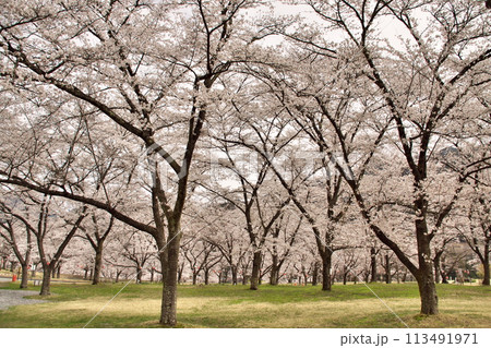 大鹿村 大西公園の桜4 大鹿村 大西公園の桜4 113491971