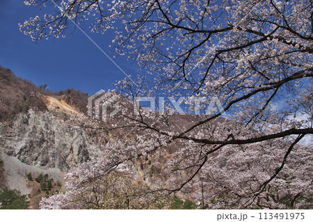 大鹿村 大西公園の桜7 大鹿村 大西公園の桜7 113491975