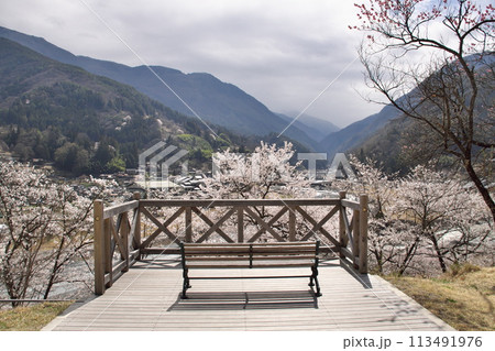大鹿村 大西公園の桜8 大鹿村 大西公園の桜8 113491976