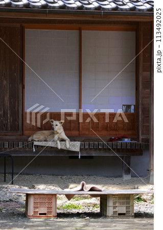 古民家の縁側で休む犬 113492025
