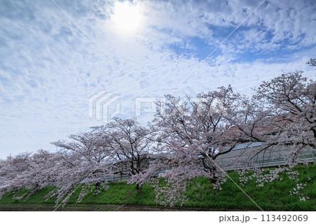 2024春佐保川の桜　日傘をかぶった太陽と咲き誇る桜並木① 113492069