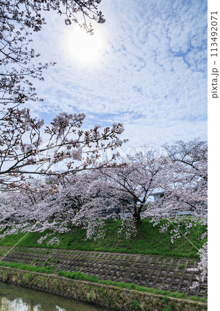 2024春佐保川の桜　日傘を被った太陽を縁取る桜の花 113492071