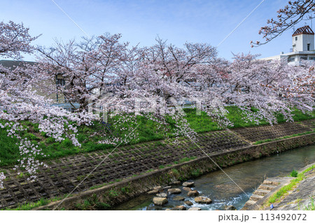 2024春佐保川の桜　青空と下流方向へ続く咲き誇る桜並木 113492072