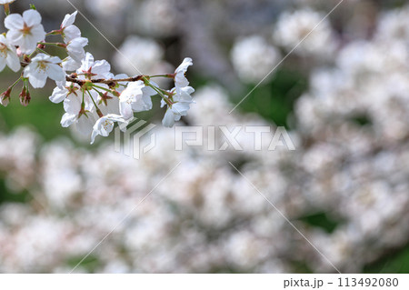 2024春佐保川の桜　白い花のキャンバスの中で咲く一枝のさくら 113492080