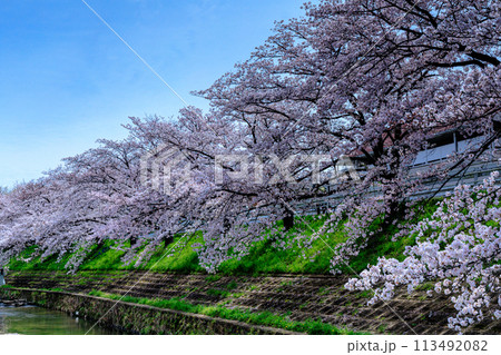 2024春佐保川の桜　青空のもと上流方向に続く見事なピンクの帯 113492082