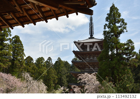 醍醐寺 清瀧宮から見た五重塔 春 醍醐寺 清瀧宮から見た五重塔 春 113492132