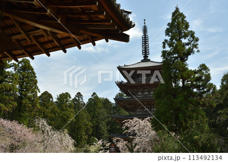 醍醐寺 清瀧宮から見た五重塔 春 醍醐寺 清瀧宮から見た五重塔 春 113492134