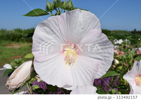 アメリカフヨウ 巨大な花 113492157