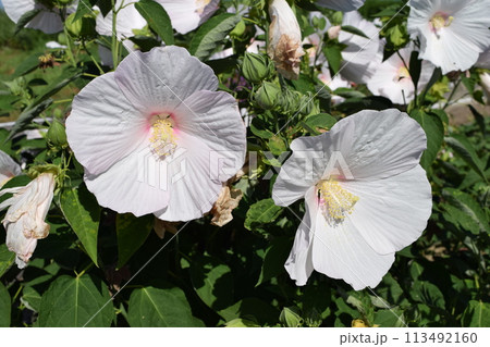 アメリカフヨウ 巨大な花 アメリカフヨウ 巨大な花 113492160