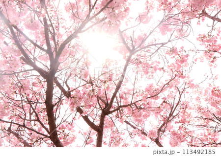 満開の桜 満開の桜 113492185
