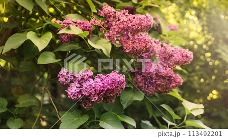 Lilac blossom 113492201