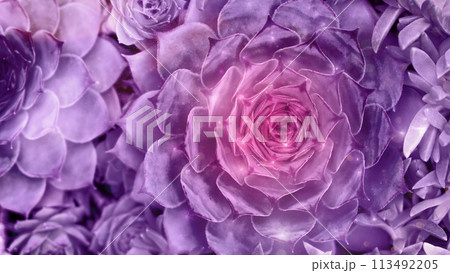 Close-up of vibrant neon purple and pink succulents with a glittery overlay. 113492205