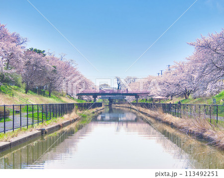 新潟市南区　鷲ノ木桜遊歩道の桜 113492251