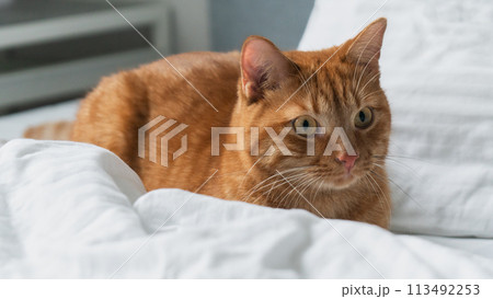 Relaxed ginger cat lying on white bedding with soft-focus background. 113492253