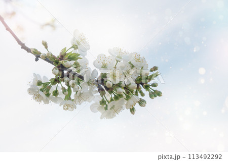 Close-up of cherry blossoms, with sunlight creating a dreamy atmosphere. 113492292