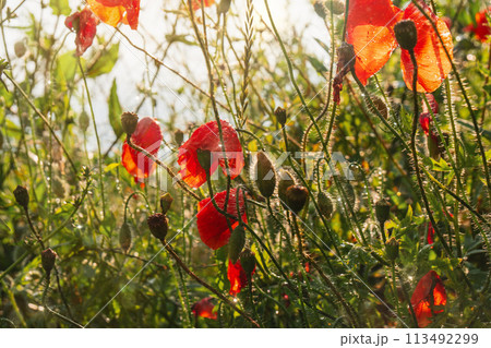 Close-up of red poppies in full bloom sways gently in the breeze Close-up of red poppies in full bloom sways gently in the breeze 113492299
