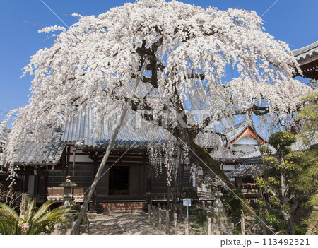 青空に映える満開の枝垂れ桜 113492321