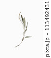 Eucalyptus branch dry leaves on white background with shadows. Minimal style design 113492431