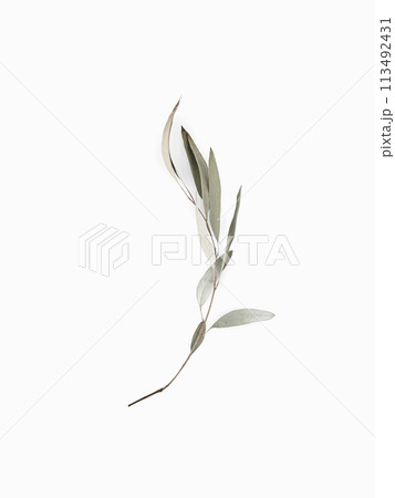 Eucalyptus branch dry leaves on white background with shadows. Minimal style design Eucalyptus branch dry leaves on white background with shadows. Minimal style design 113492431