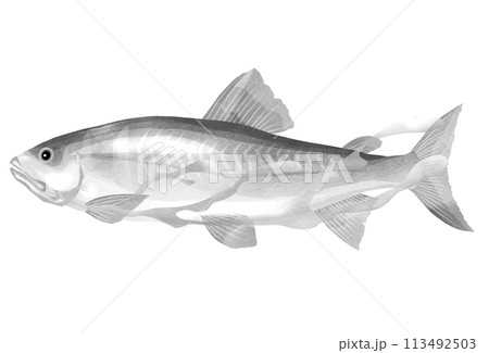 白黒鮎のイラスト 113492503