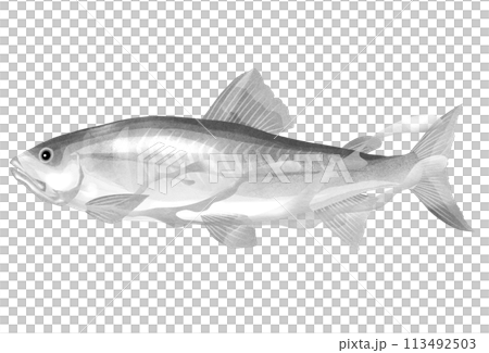 白黒鮎のイラスト 113492503