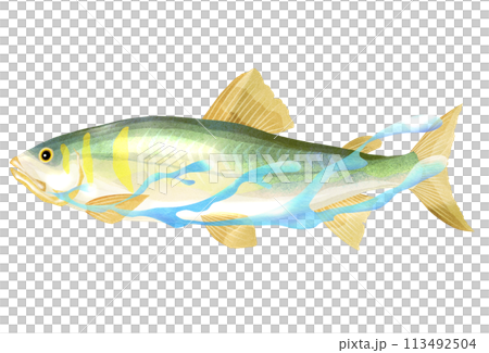 Illustration of a sweetfish swimming smoothly 113492504
