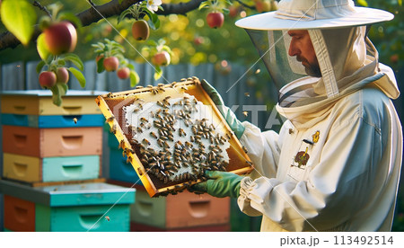 Beekeeper protective clothing inspecting honeycomb frame apiary. Beekeeping honey production concept 113492514