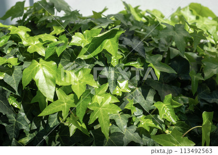 太陽光を浴びたアイビー 113492563