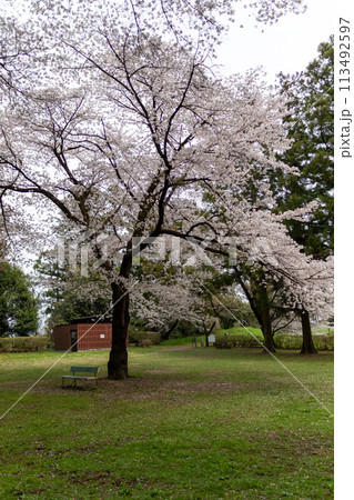 春の箕輪城 御前曲輪の桜 春の箕輪城 御前曲輪の桜 113492597