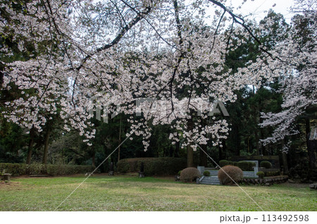 春の箕輪城 御前曲輪の桜 春の箕輪城 御前曲輪の桜 113492598
