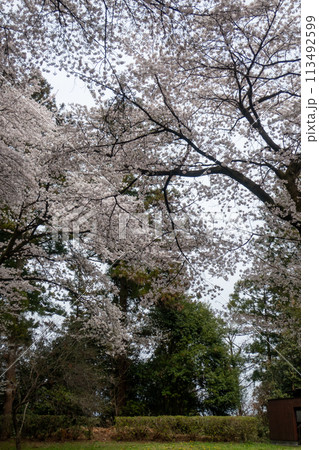 春の箕輪城　御前曲輪の桜 113492599