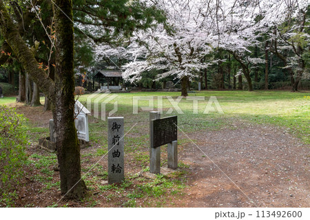 春の箕輪城　御前曲輪の桜 113492600