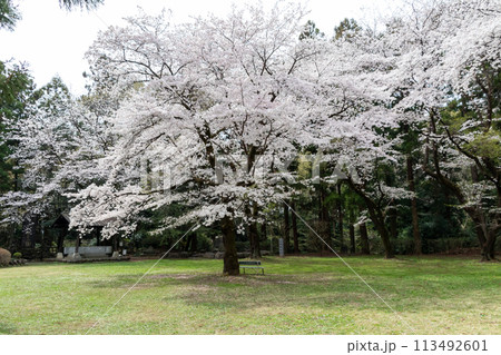 春の箕輪城　御前曲輪の桜 113492601