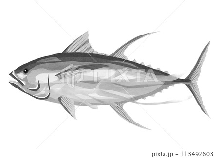 キハダマグロの白黒イラスト キハダマグロの白黒イラスト 113492603