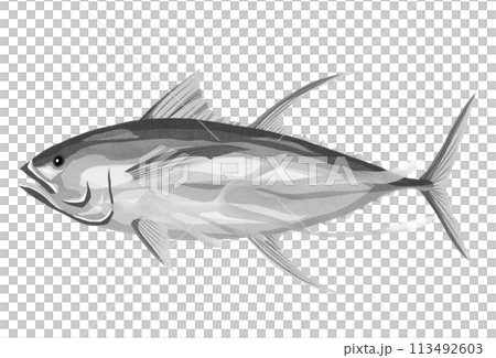 キハダマグロの白黒イラスト キハダマグロの白黒イラスト 113492603