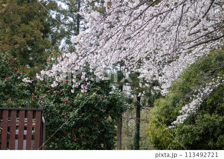 箕輪城　二の丸跡の桜 113492721