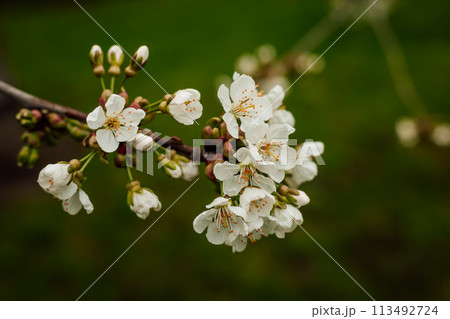 A branch of a blooming white cherry tree on the background of greenery. garden. 113492724