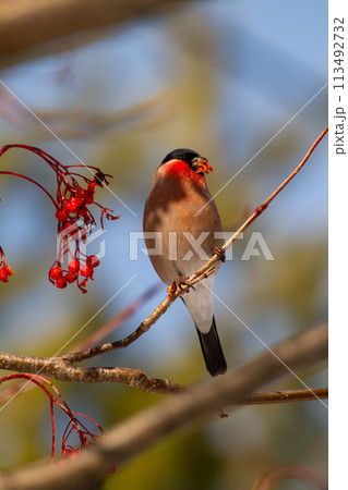 アカウソ 113492732