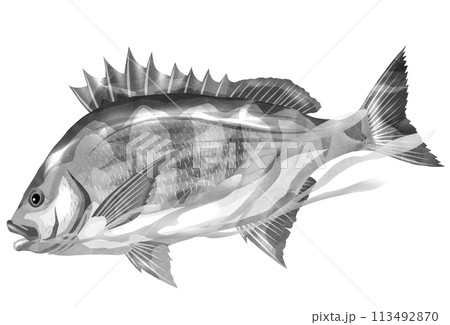 強面魚の黒鯛イラスト 113492870