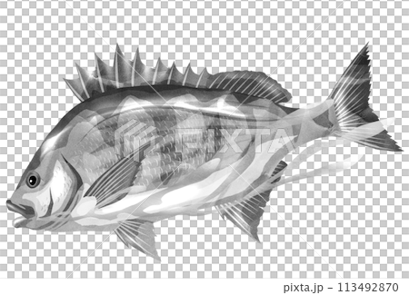 強面魚の黒鯛イラスト 113492870