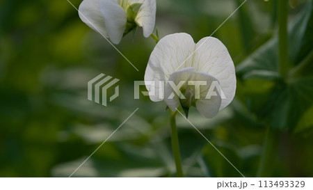 碓井豌豆の花 ウスイエンドウ 碓井豌豆の花 ウスイエンドウ 113493329