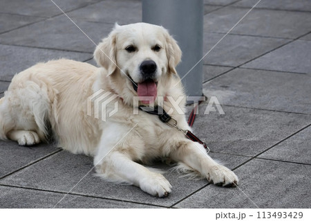 お座りするゴールデンレトリーバー 113493429