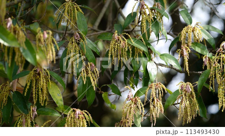 イチイガシ 花 イチイガシ 花 113493430